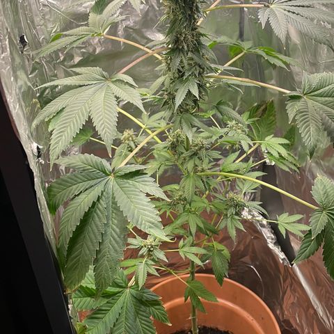 Gelato ( 1st ) growlog timeline photo