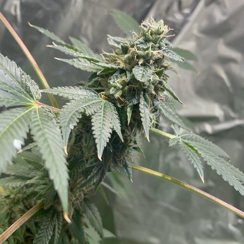 Gelato ( 1st ) growlog timeline photo