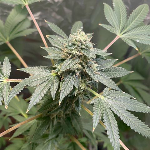 Gelato ( 1st ) growlog timeline photo