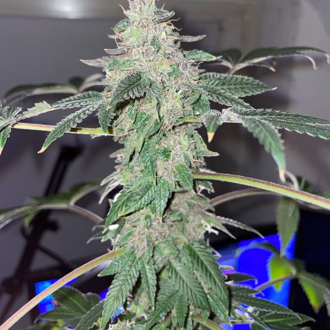 Gelato ( 1st ) growlog photo: Last Christmas (Harvest Day)