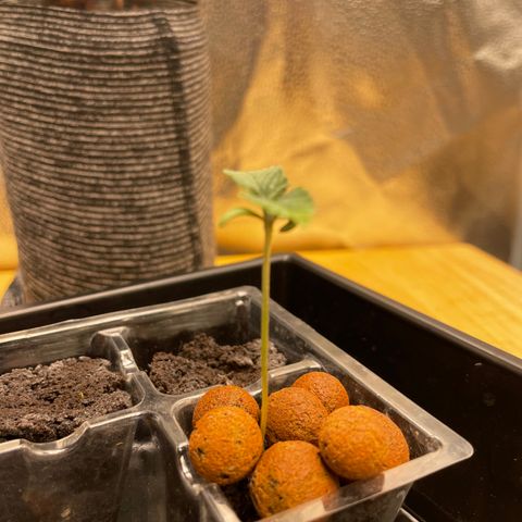 Junior growlog timeline photo