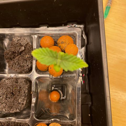 Junior growlog timeline photo