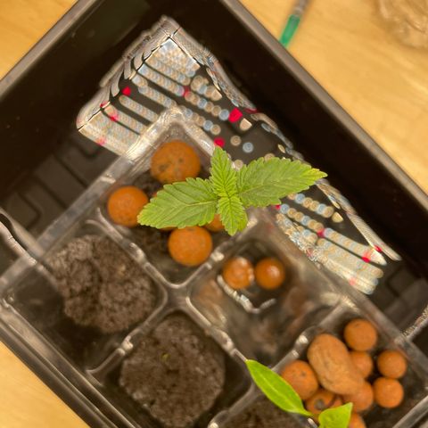 Junior growlog timeline photo