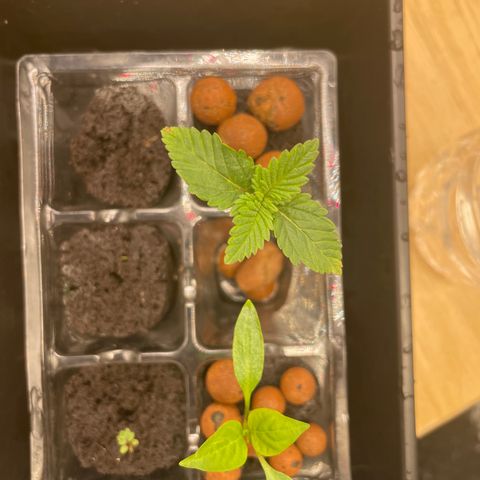 Junior growlog photo: Changed supply
Same dilute nutes
500cc distilled h20
.25 cc micro
.25 cc grow
.25 cc bloom
1cc big bud