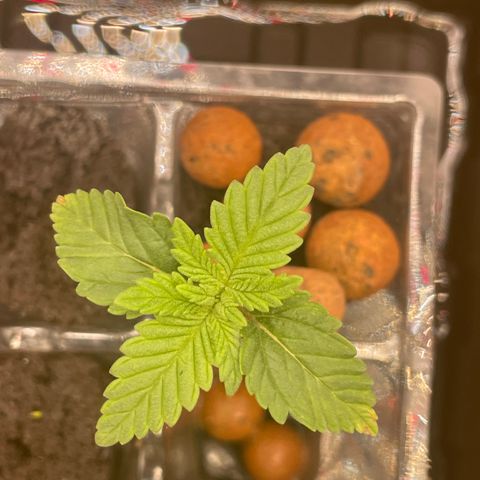 Junior growlog timeline photo