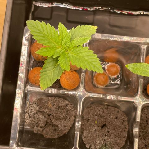 Junior growlog timeline photo