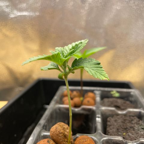 Junior growlog timeline photo
