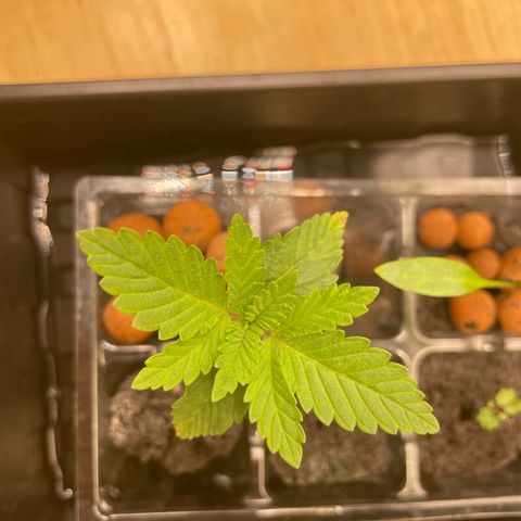 Junior growlog timeline photo