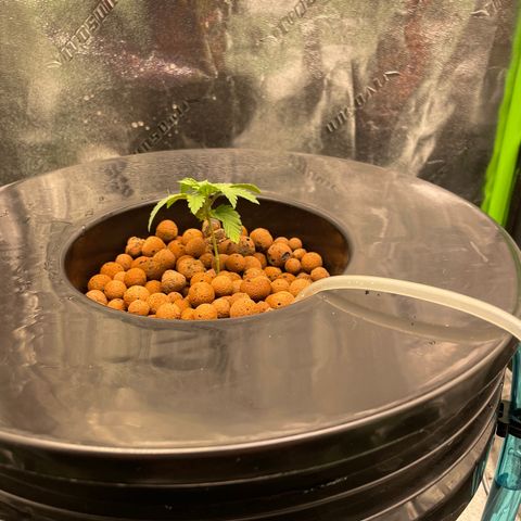 Junior growlog photo: Transplanted into bucket
Advanced nutrients 
Micro
Grow 
Bloom
Voodoo juice