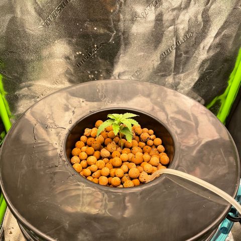 Junior growlog photo: Transplanted into bucket
Advanced nutrients 
Micro
Grow 
Bloom
Voodoo juice
