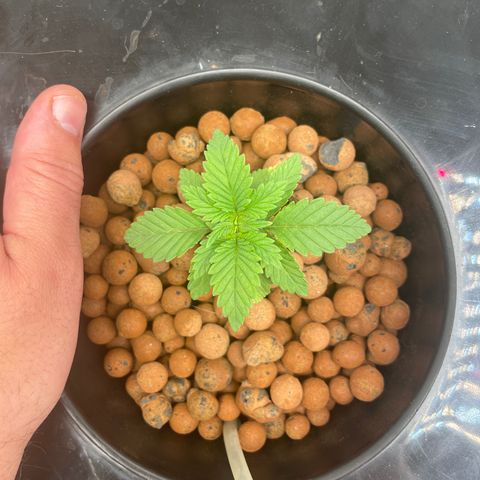 Junior growlog timeline photo