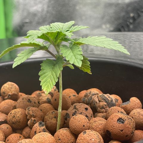 Junior growlog timeline photo