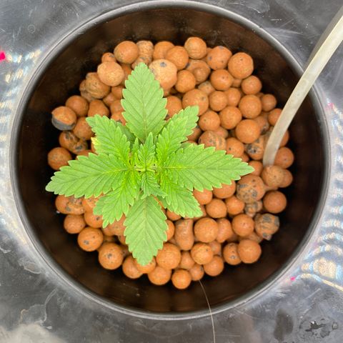 Junior growlog timeline photo