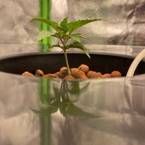 Junior growlog timeline photo