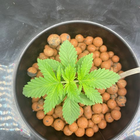 Junior growlog timeline photo