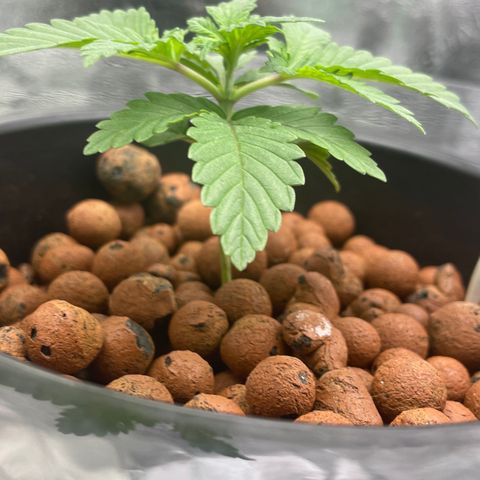 Junior growlog timeline photo