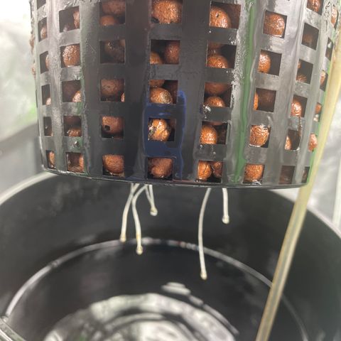 Junior growlog timeline photo