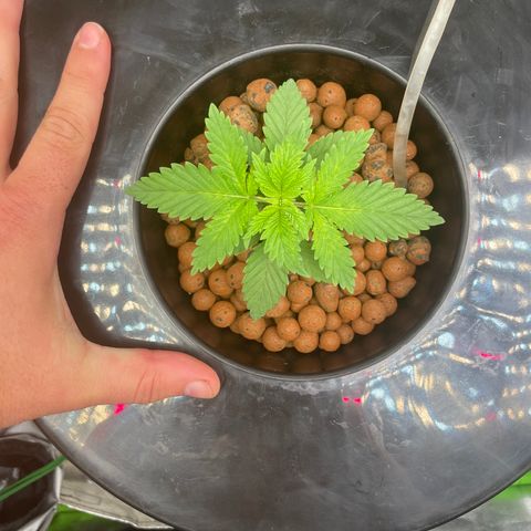 Junior growlog timeline photo