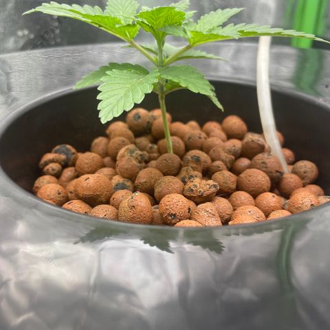 Junior growlog timeline photo