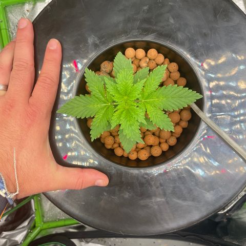Junior growlog timeline photo