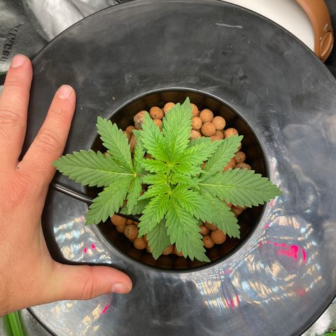Junior growlog timeline photo