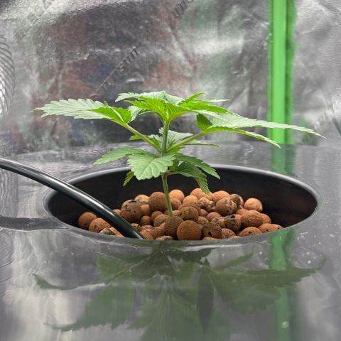 Junior growlog timeline photo
