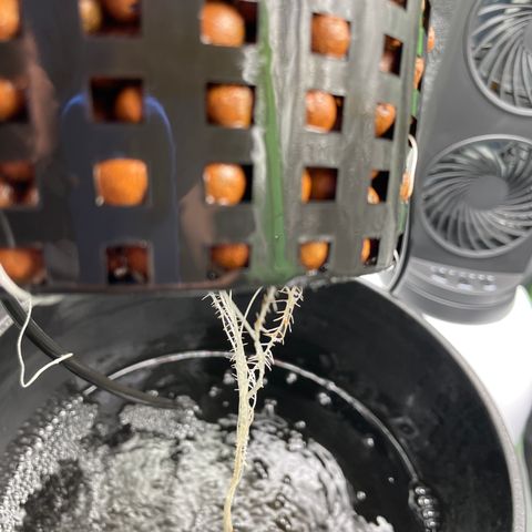 Junior growlog timeline photo