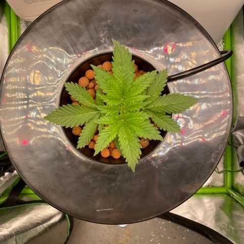 Junior growlog timeline photo