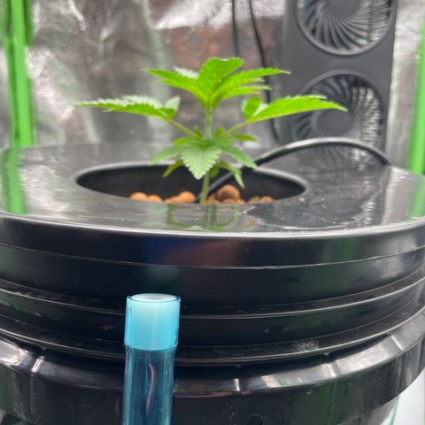 Junior growlog timeline photo