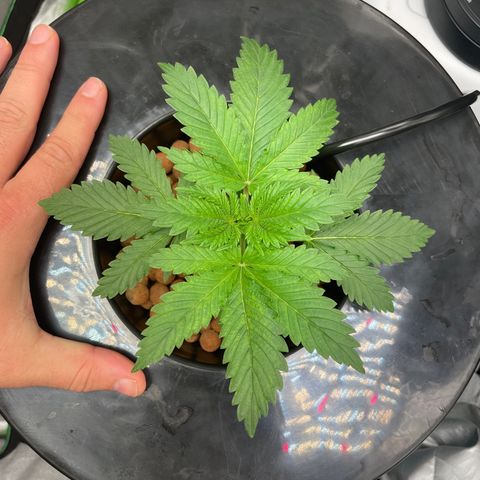 Junior growlog timeline photo