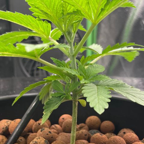 Junior growlog timeline photo