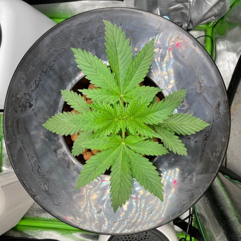 Junior growlog timeline photo