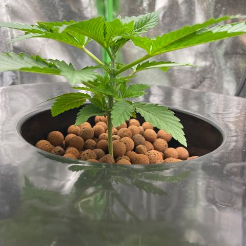 Junior growlog timeline photo