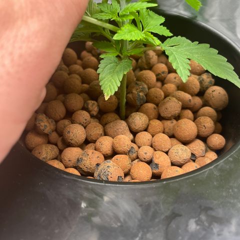 Junior growlog photo: 5th node growing on top 