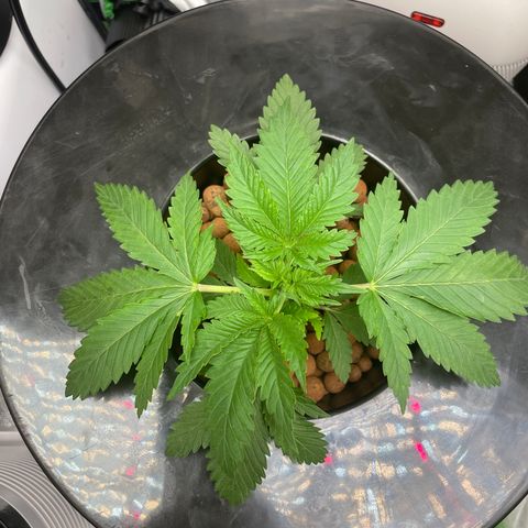 Junior growlog timeline photo