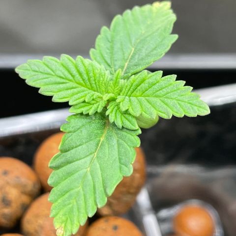 Junior growlog timeline photo