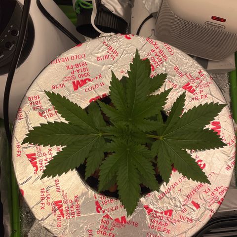 Junior growlog timeline photo