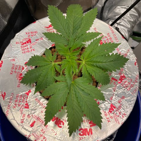 Junior growlog timeline photo