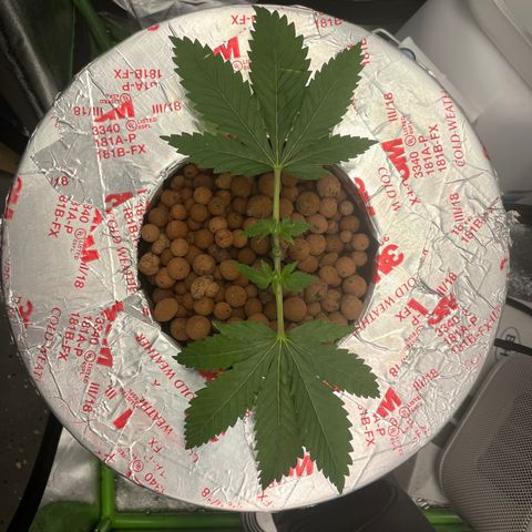Junior growlog timeline photo