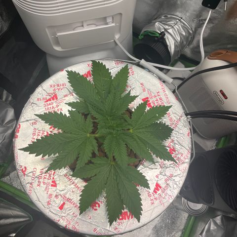 Junior growlog timeline photo