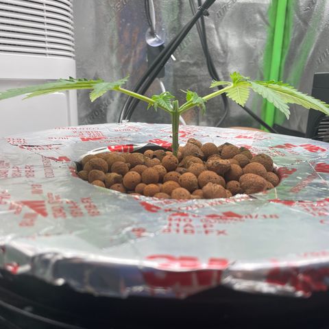 Junior growlog timeline photo