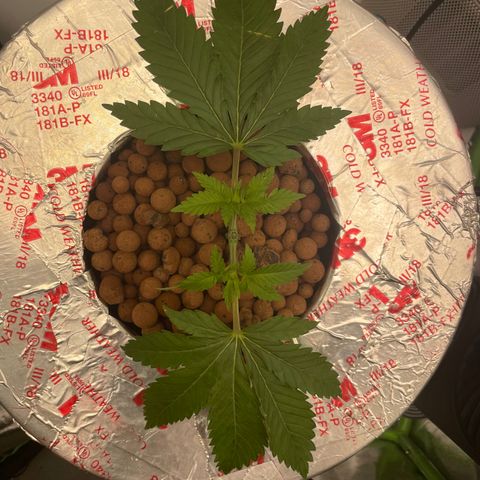 Junior growlog timeline photo