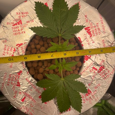 Junior growlog timeline photo