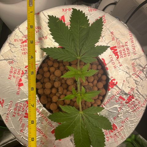 Junior growlog timeline photo