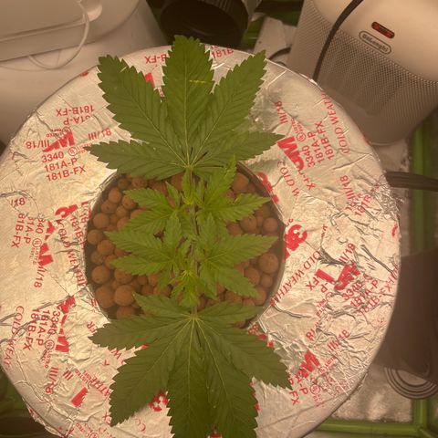 Junior growlog timeline photo
