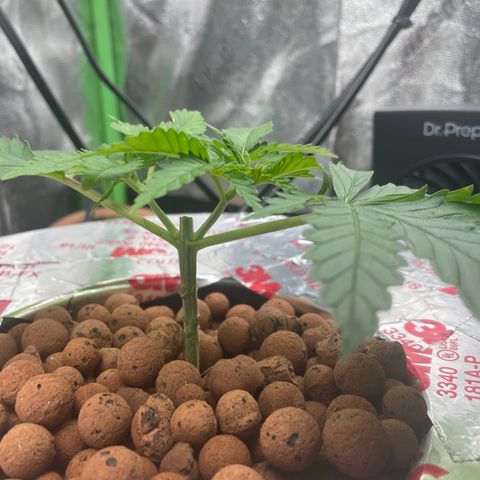 Junior growlog timeline photo