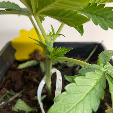Original Orange Bud growlog photo: Indoor at the Moment because of the Bad weather