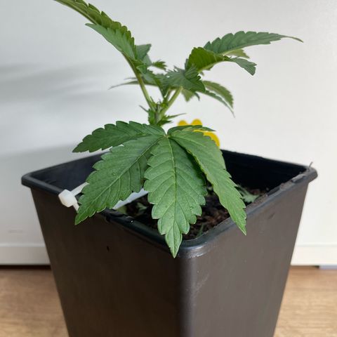 Original Orange Bud growlog photo: Indoor at the Moment because of the Bad weather