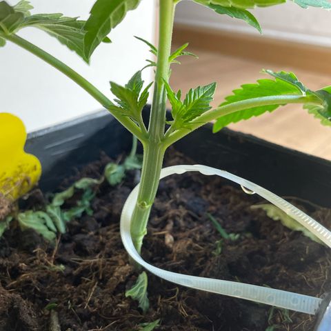 Original Orange Bud growlog photo: Indoor at the Moment because of the Bad weather