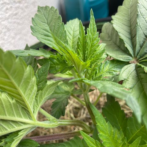 Original Orange Bud growlog timeline photo
